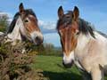 photo-chevaux-en-bourgogne