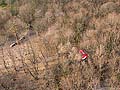 parapente aux arbres